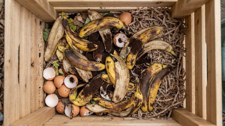 Composteur avec des peaux de bananes
