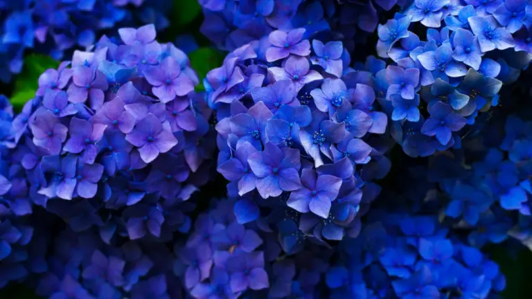 Belles fleurs d'hortensia