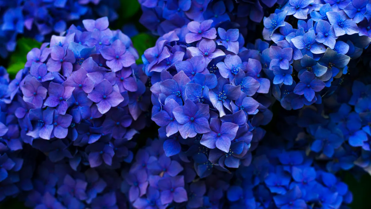 Belles fleurs d'hortensia